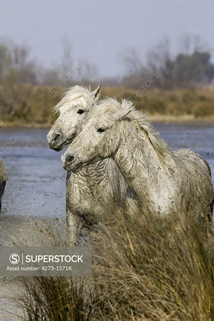 Camargue Horse, Horses standing in Swamp, Saintes Marie de la Mer in South East of France
