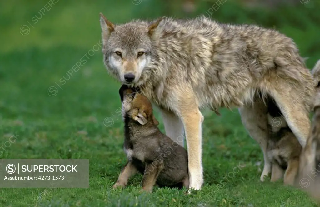 European Wolf Canis Lupus, Female With Youngs