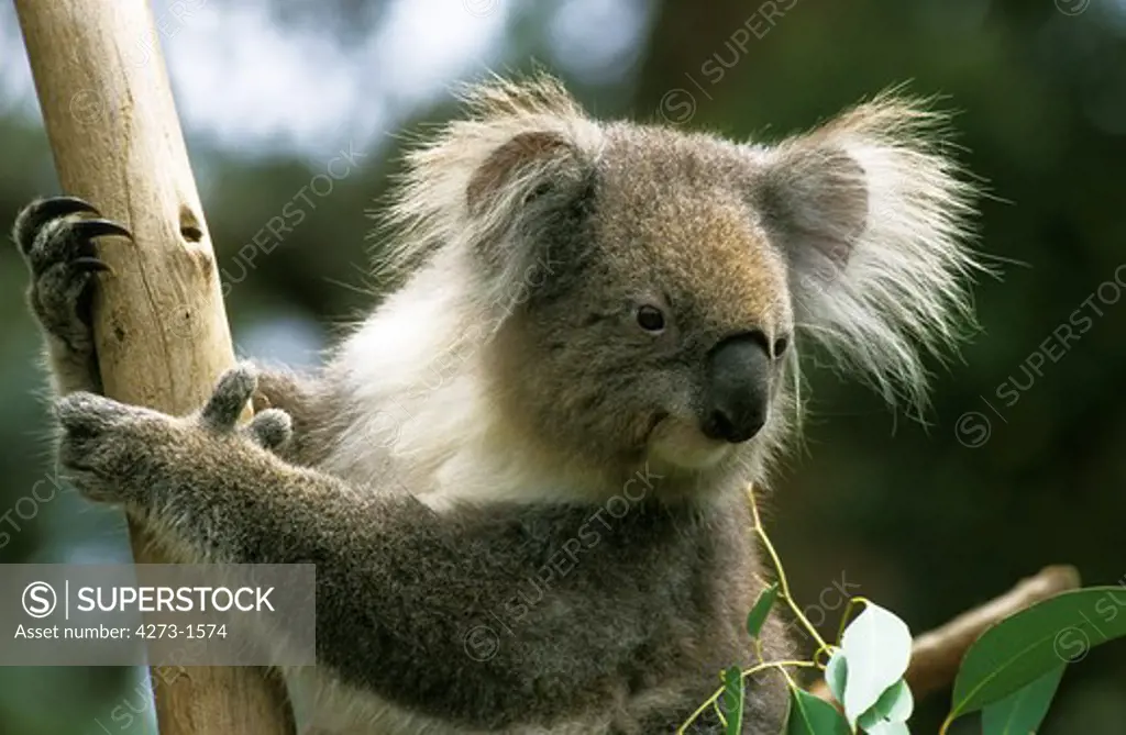 Koala Phascolarctos Cinereus, Head Of Adult On Branch, Australia