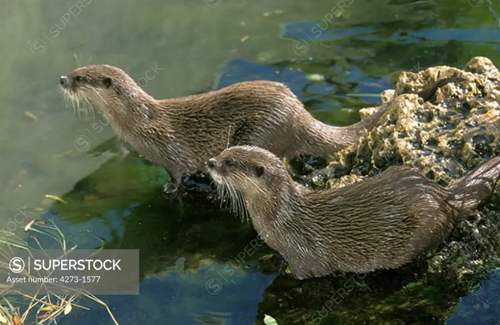 Short Clawed Otter Aonyx Cinerea, Two Adults Resting At Water'S Edgd