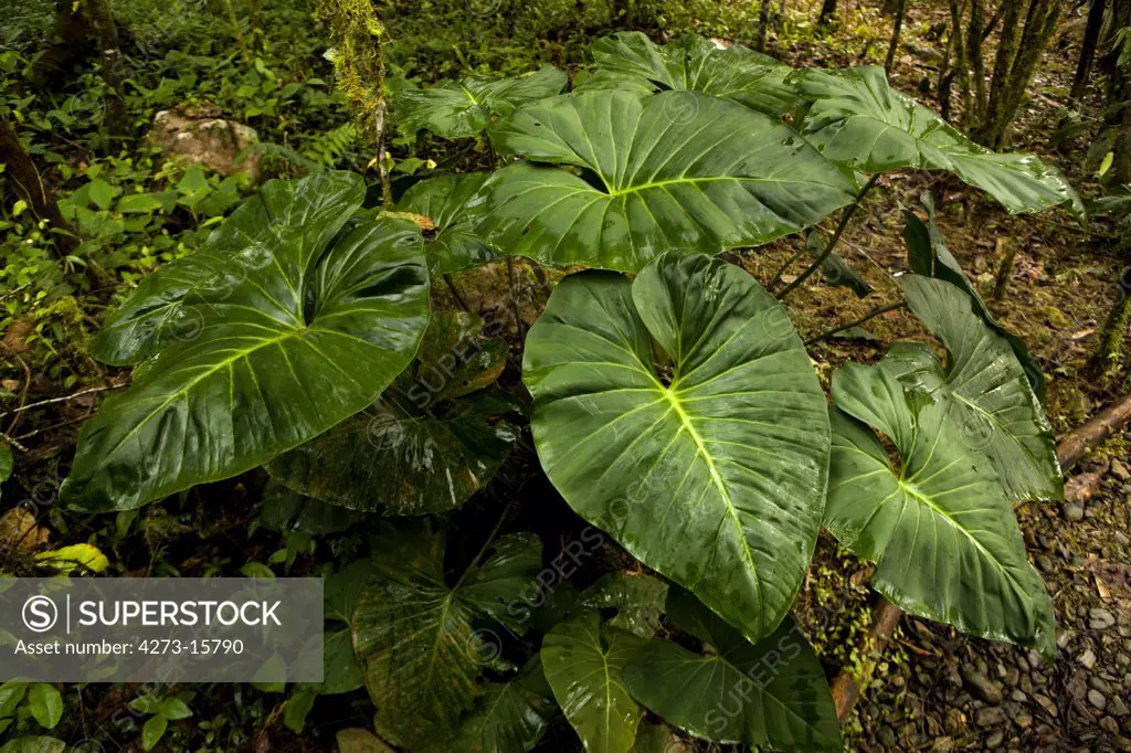 Plant with Large Leaf in Rainforest, Manu National Park in Peru