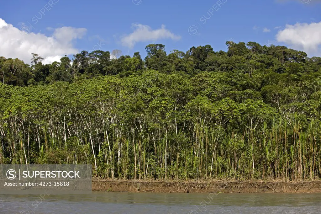 Rainforest and Madre de Dios River, Manu national Park in Peru