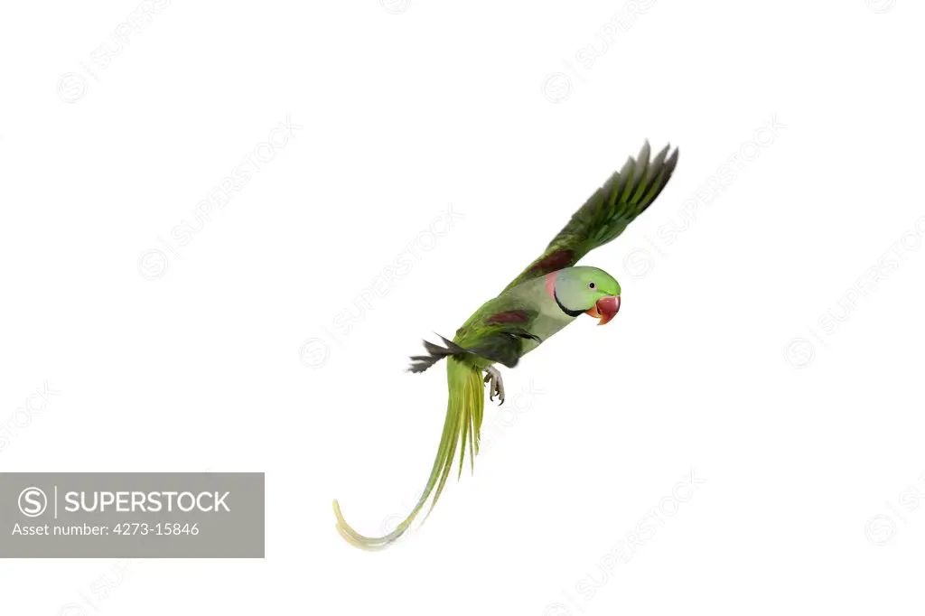 Alexandrine Parakeet, psittacula eupatria, Adult in Flight against White Background