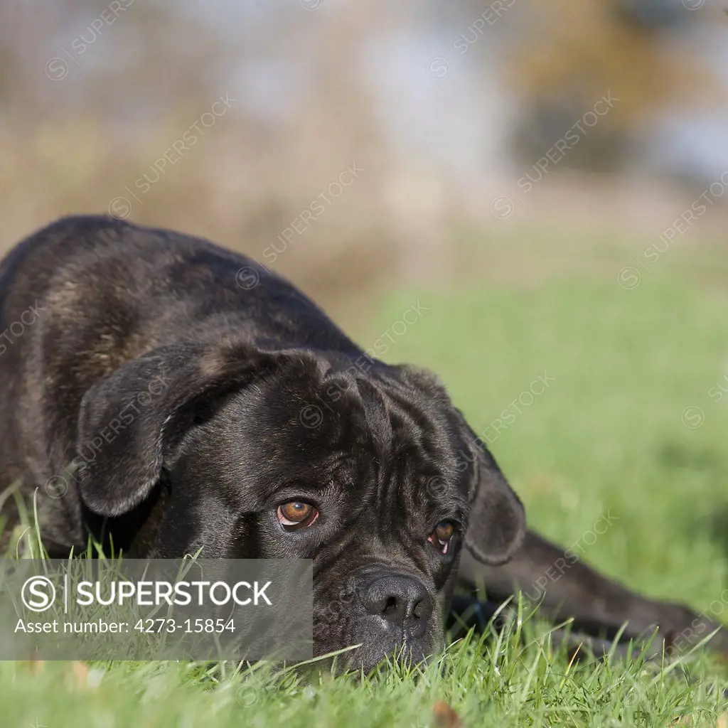Cane Corso, a Dog Breed from Italy, Adult laying down on Grass