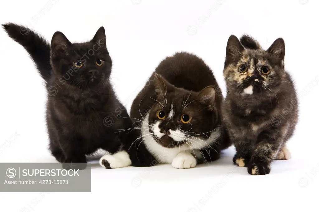Chocolate and White British Shorthair Domestic Cat, Female and its Black Tortoise-Shell and Black Kittens standing against White Background