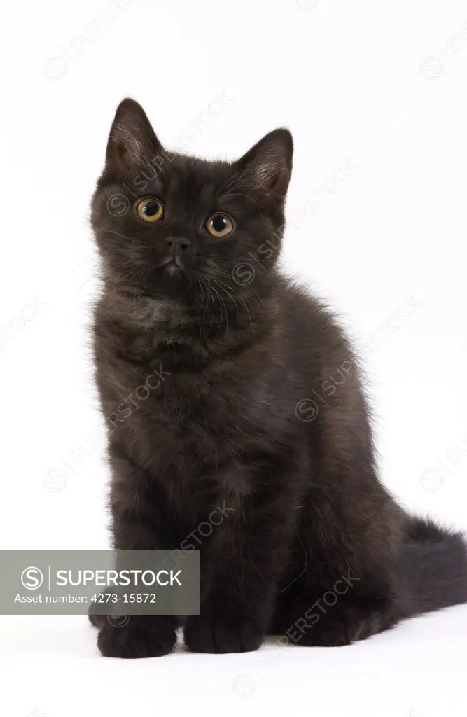 Black British Shorthair Domestic Cat, 2 months old Kitten sitting against White Background
