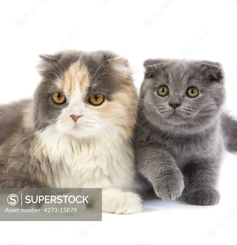 Blue Cream and White Highland Fold Domestic Cat, Female and its Blue Scottish Fold Kitten (2 months)  standing against White Background