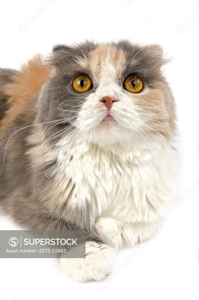 Blue Cream and White Highland Fold Domestic Cat, Female standing against White Background