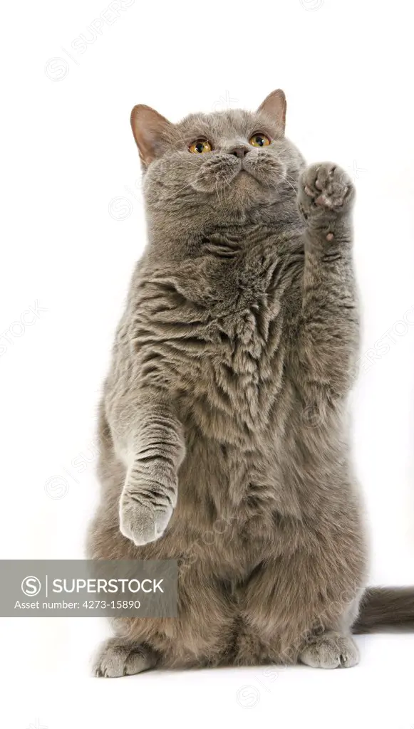 Lilac Self British Shorthair Domestic Cat, Female Playing, Standing on Hind Legs against White Background