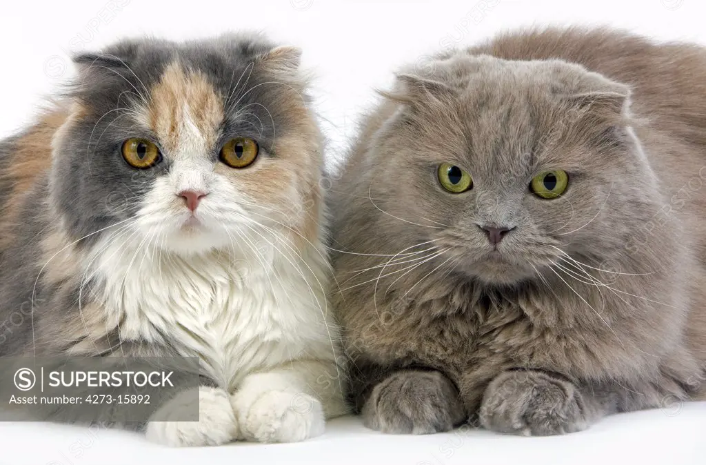 Blue Cream and White Highland Fold Lilac Self Highland Fold or Lilac Self Scottish Fold Longhair Domestic Cat, Females laying against White Background