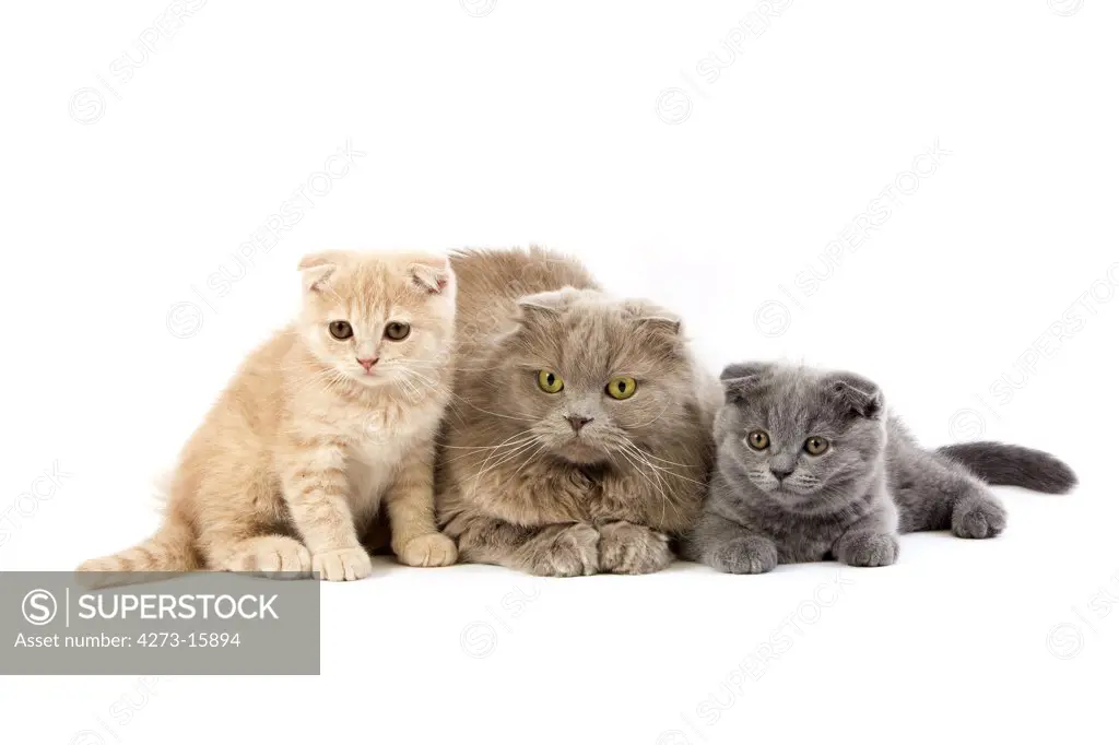 Female Lilac Self Highland Fold Domestic Cat with 2 months old Kittens Cream Scottish Fold and Blue Scottish Fold, Group laying against White Background