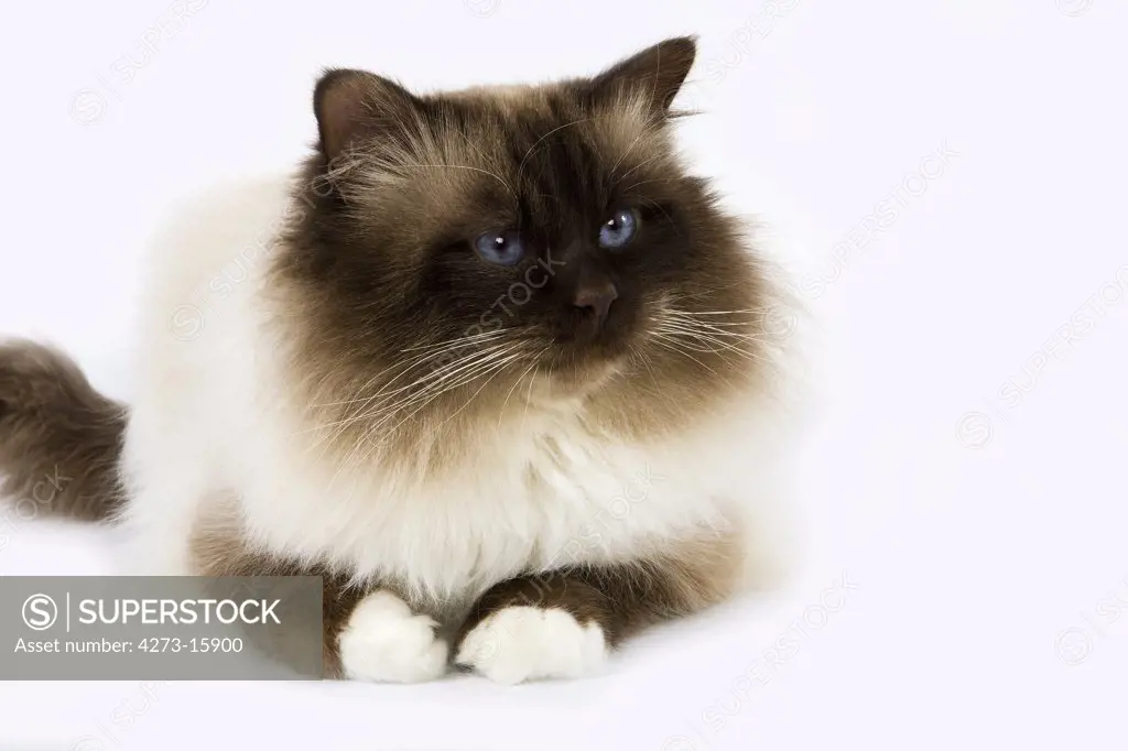 Chocolate Birmanese Domestic Cat, Adult laying against White Background