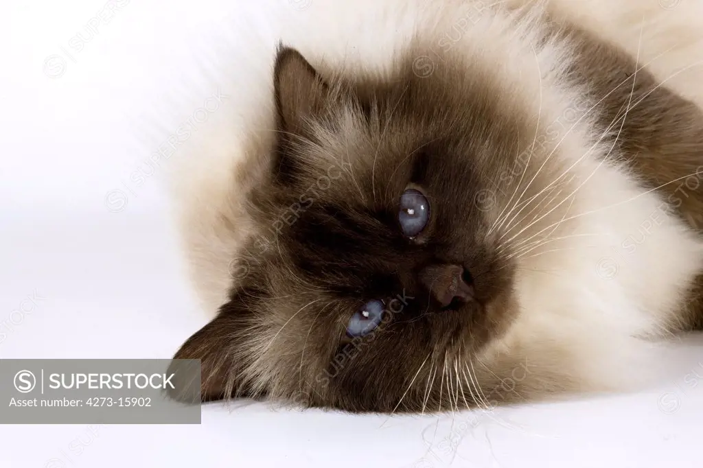 Chocolate Birmanese Domestic Cat, Adult with Blue Eyes laying against White Background