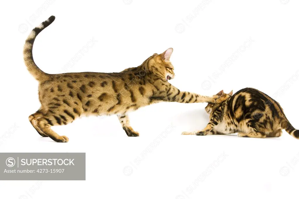 Brown Spotted Tabby and Brown Marbled Tabby Bengal Domestic Cat, Adults Fighting against White Background