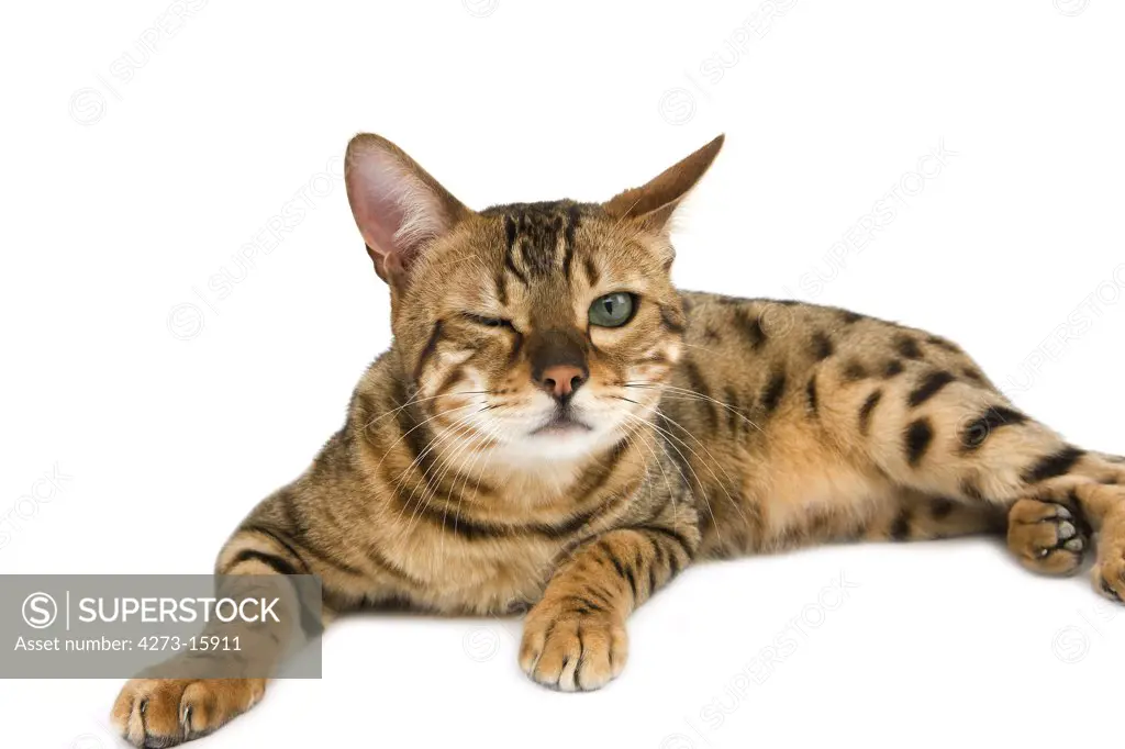 Brown Spotted Tabby Bengal Domestic Cat, Adult with a Funny Face laying against White Background