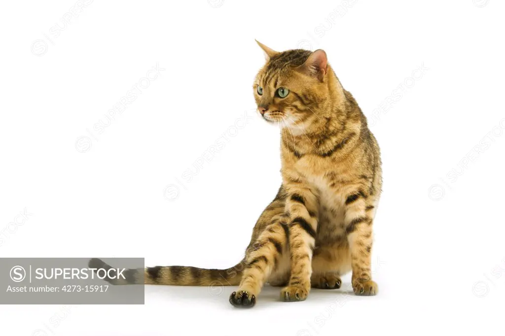 Brown Spotted Tabby Bengal Domestic Cat, Adult sitting against White Background