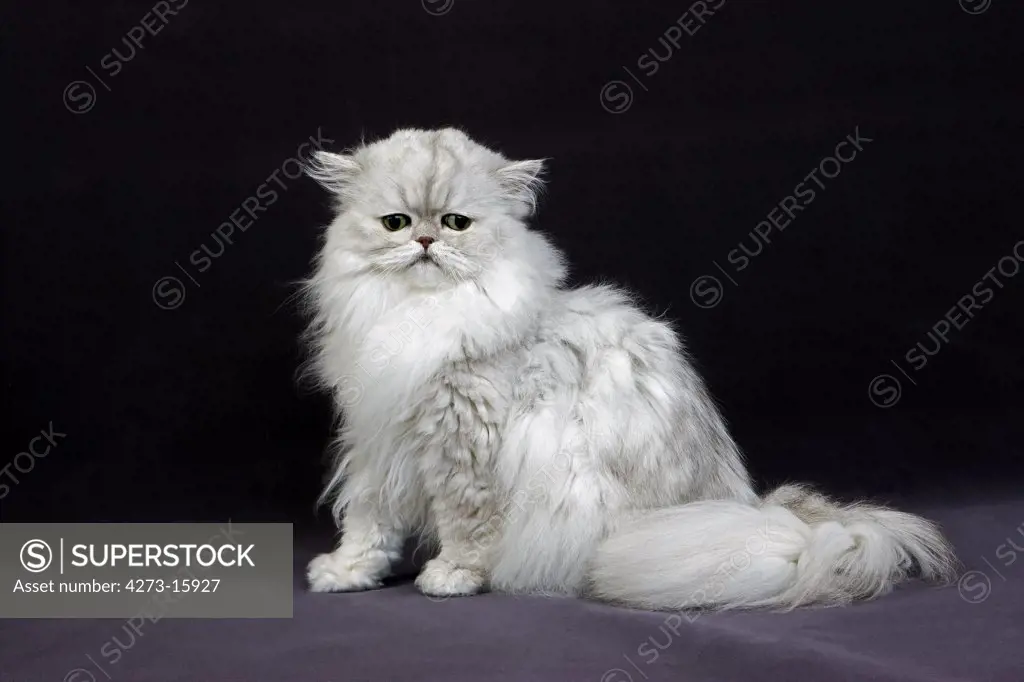 Silver Chinchilla Persian Domestic Cat with Green Eyes, Adult Sitting on Black Background