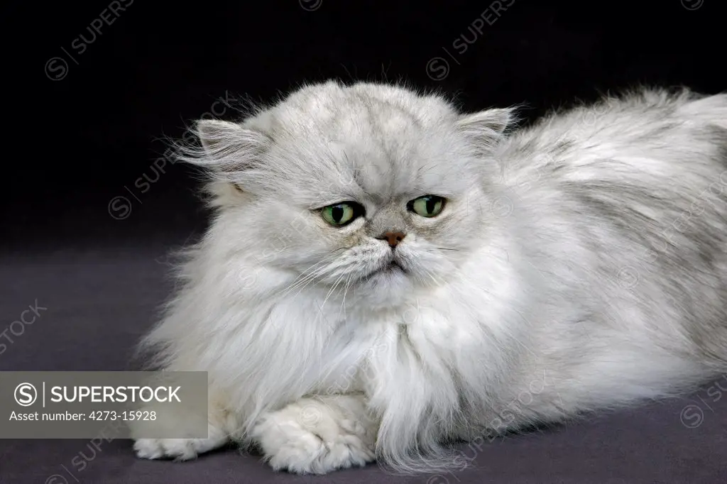 Silver Chinchilla Persian Domestic Cat with Green Eyes, Adult Laying on Black Background