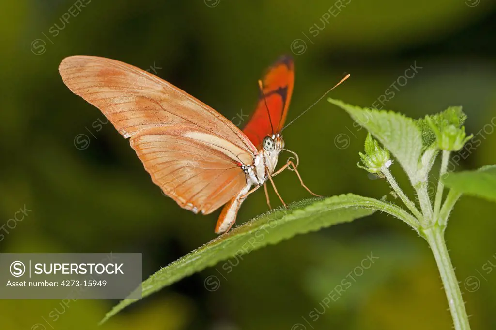 Julia Butterfly, dryas julia, Adult standing on Leaf