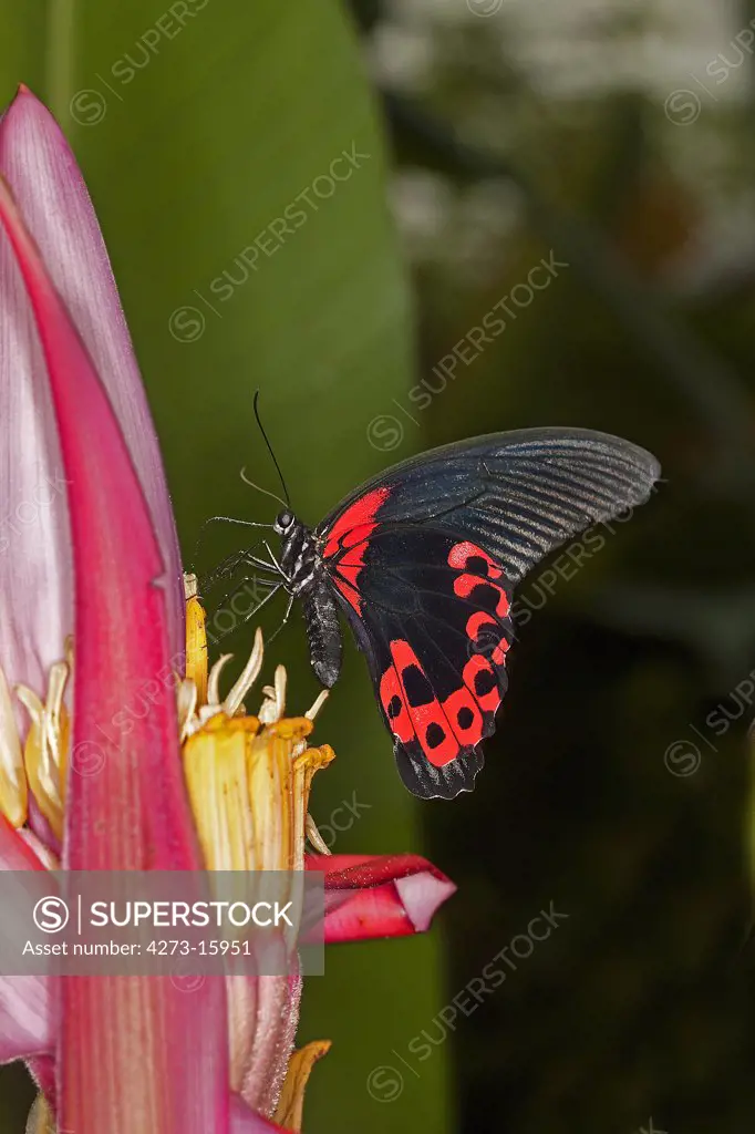 Scarlet Mormon Butterfly, papilio rumanzovia, Adult Gathering on Flower