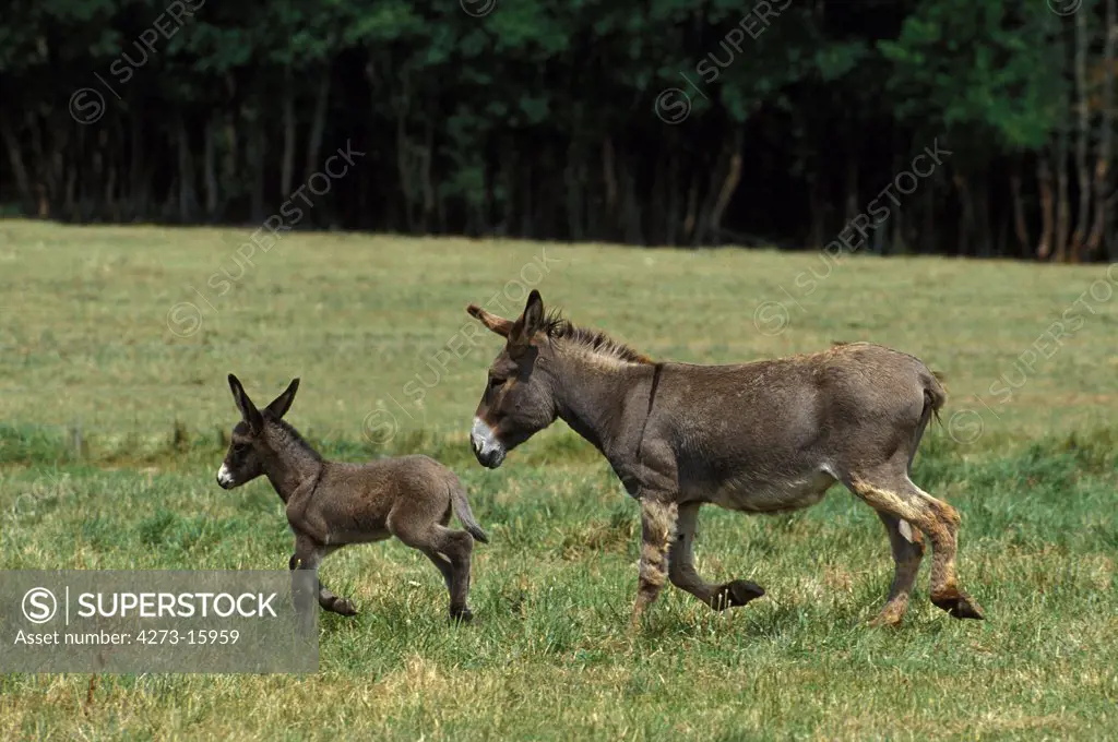 Grey Donkey, a French Breed, Mare with Foal