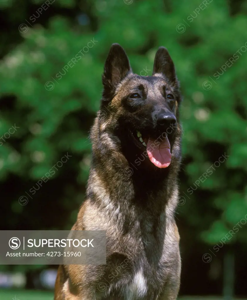 Malinois or Belgian Shepherd Dog, Portrait of Adult
