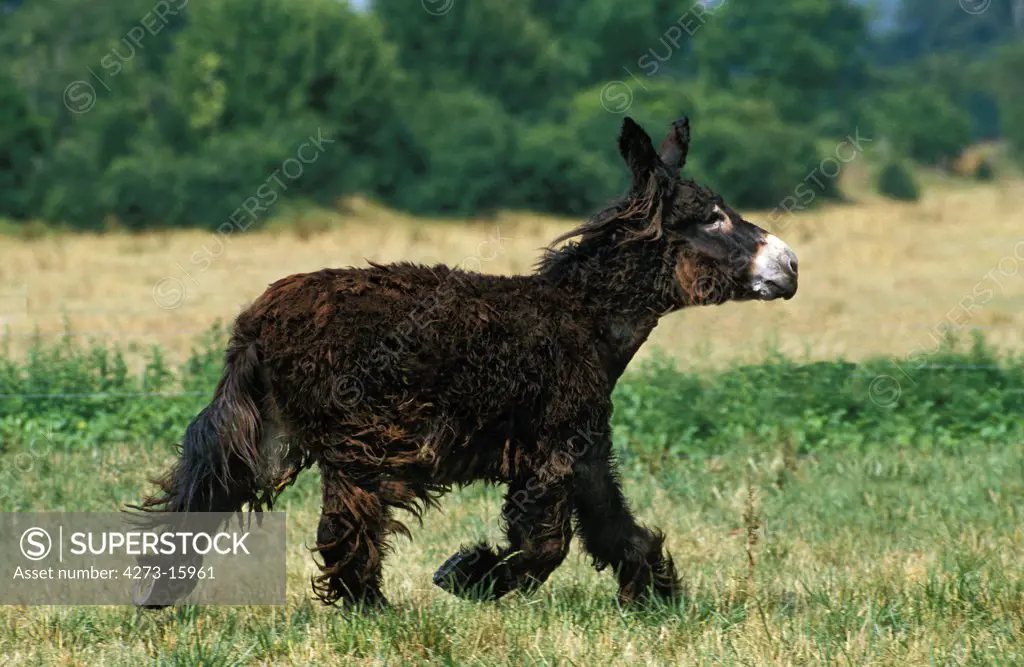 Poitou Donkey or Baudet du Poitou, a Fench Breed, Adult Trotting through Meadow