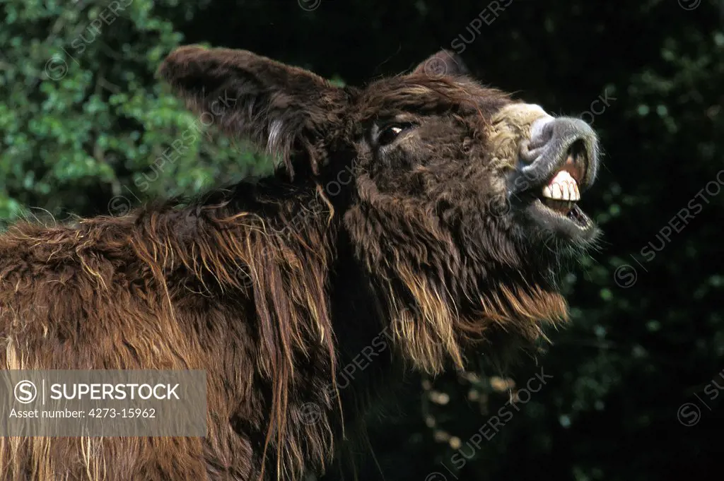 Poitou Donkey or Baudet du Poitou, a Fench Breed, Adult calling