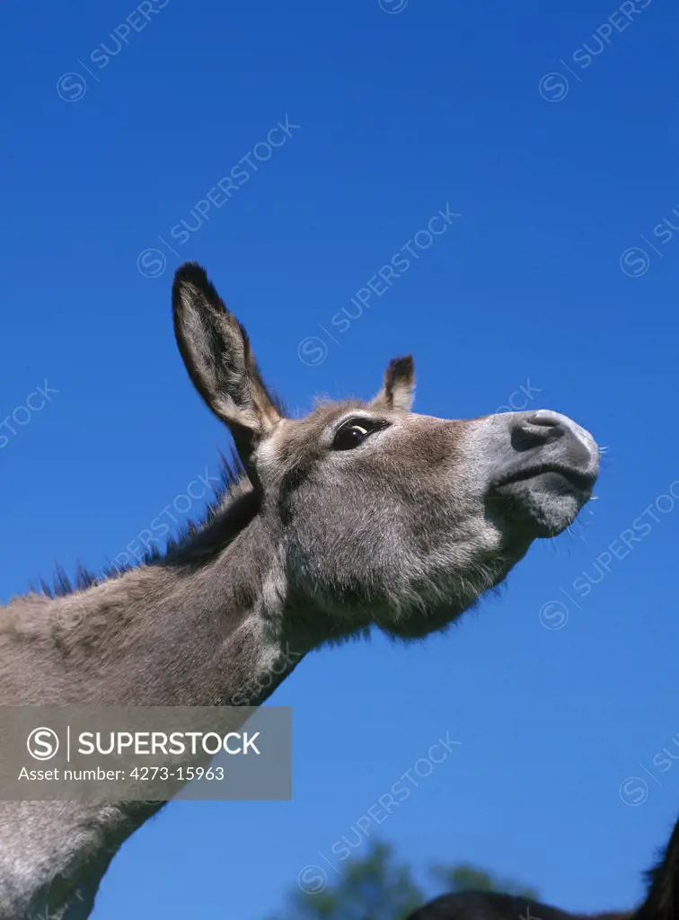 Grey Donkey, a French Breed, Portrait of Male against Blue Sky