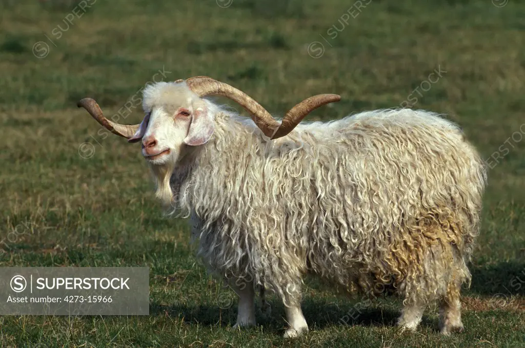 Angora Goat, Breed producing Mohair Wool, Billy-goat with long Horns
