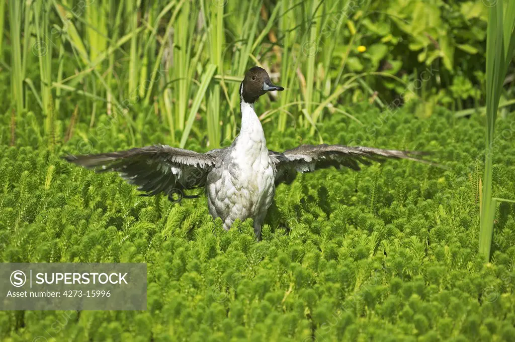 Northern Pintail, anas acuta, Adult flapping Wings, Pond in Normandy