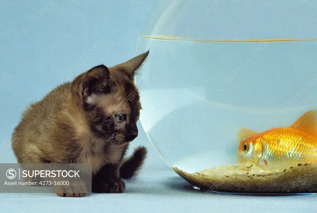 Zibeline Burmese Domestic Cat, Kitten with Goldfish in Aquarium