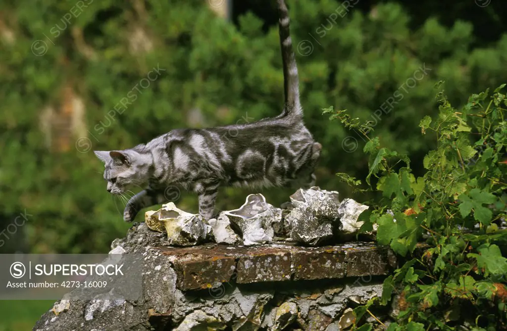 American Shorthair Domestic Cat, Adult standing on Wall