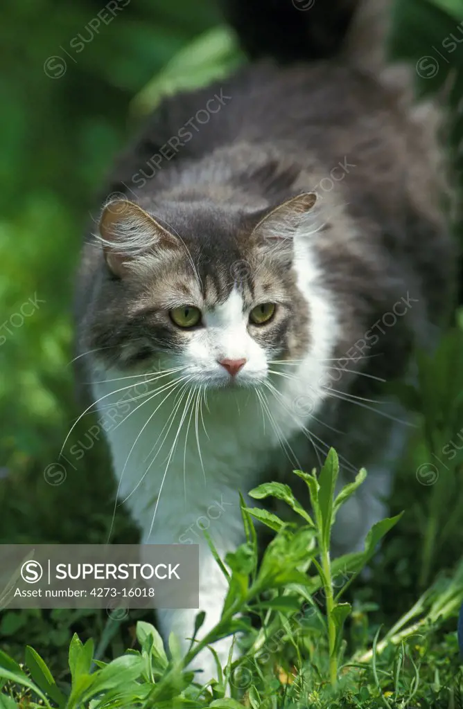 Angora Domestic Cat, Adult standing on Grass