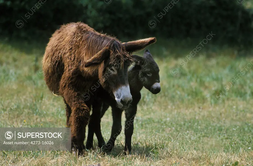 Poitou Donkey or Baudet du Poitou, a Fench Breed, Female with Foal