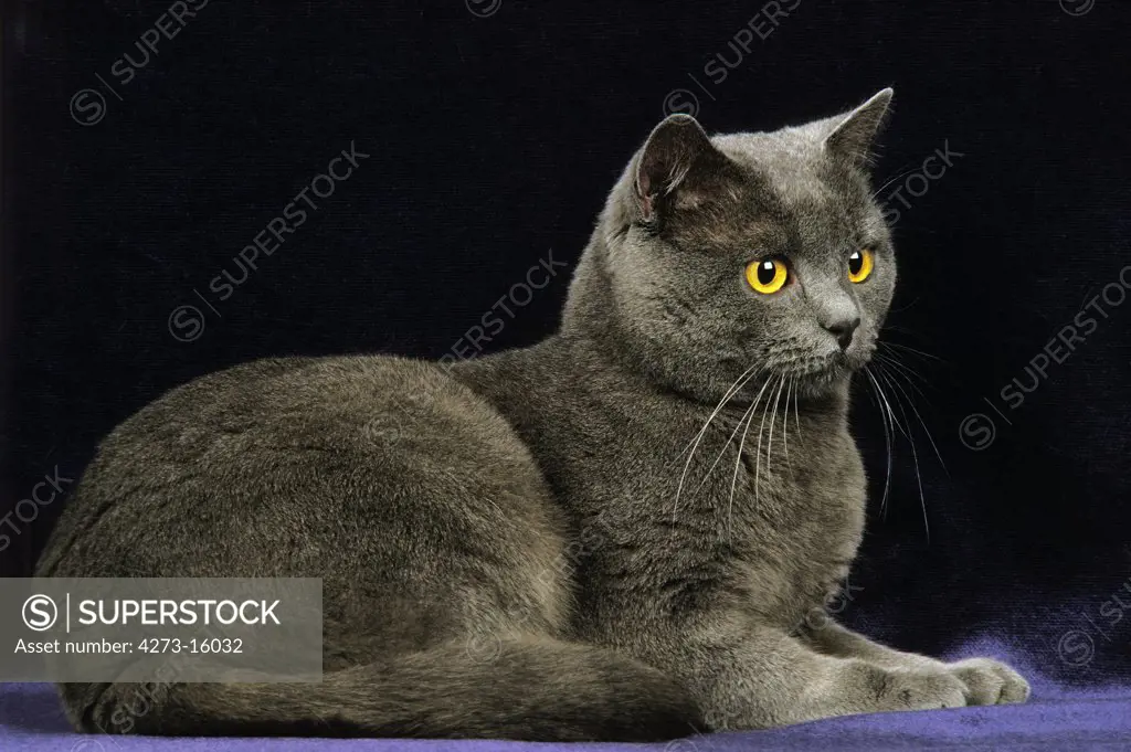 Chartreux Domestic Cat, Adult laying against Black Background