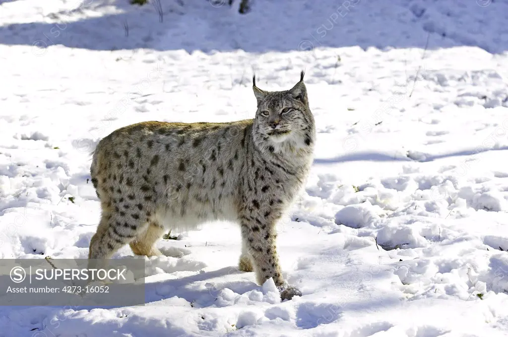European Lynx or Eurasian Lynx, felis lynx, Adult standing in Snow