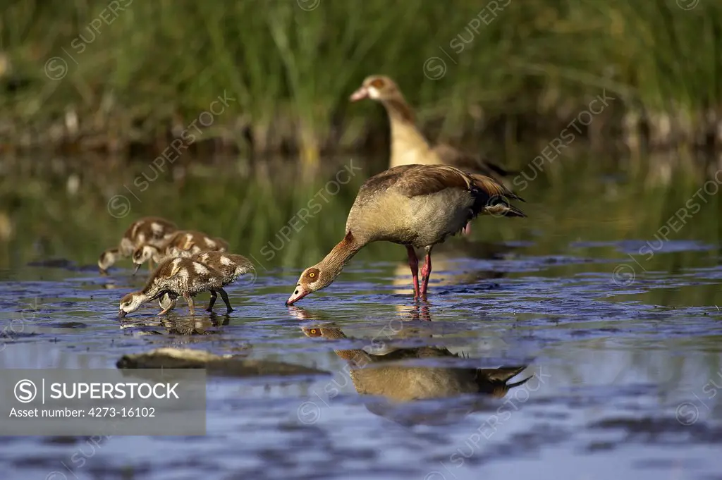 Egyptian Goose, alopochen aegyptiacus, Pair with Goslings standing in Water, Kenya