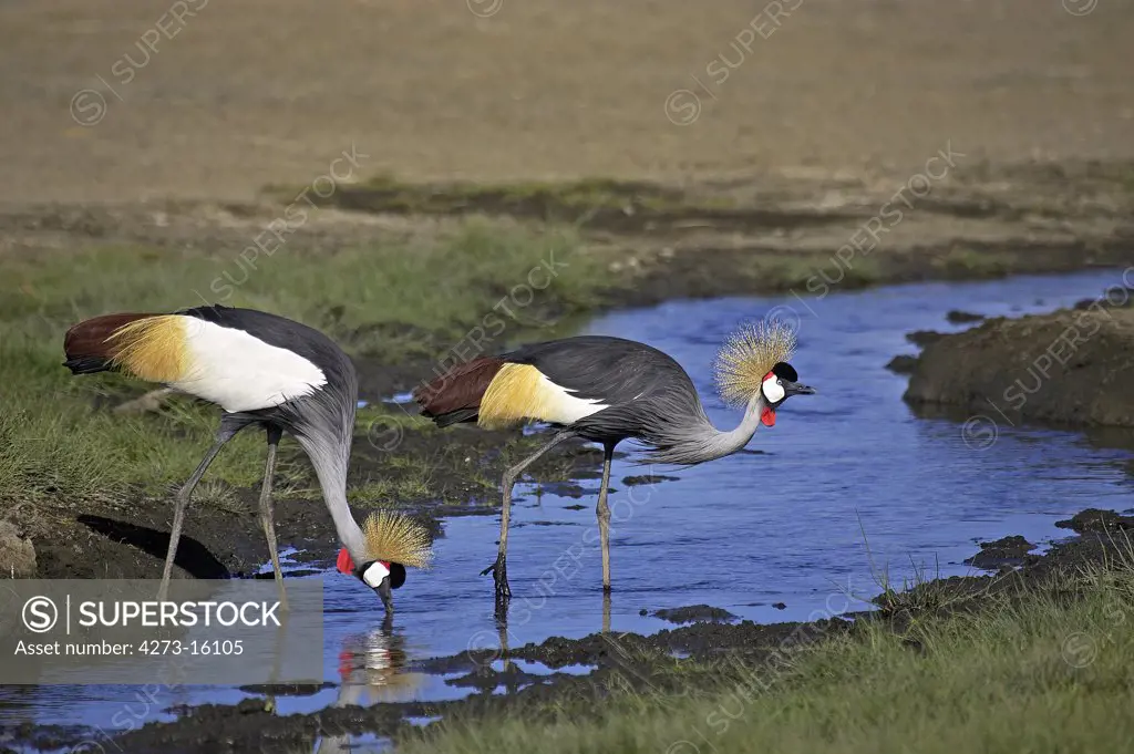 Grey-Crowned Crane, balearica regulorum, Pair standing in Water, Nakuru Park in Kenya