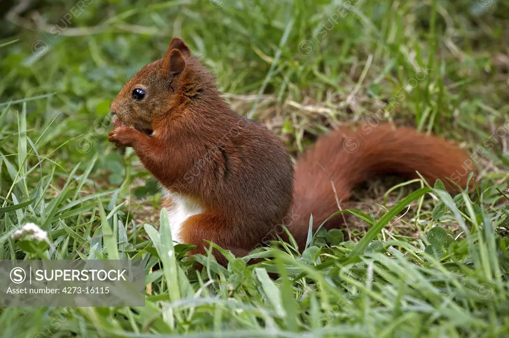 Red Squirrel, sciurus vulgaris, Adult standing on Grass, Eating, Normandy