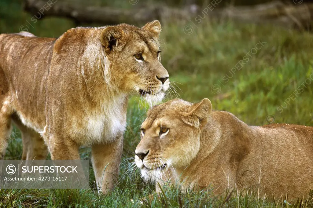 African Lion, panthera leo, Two Females