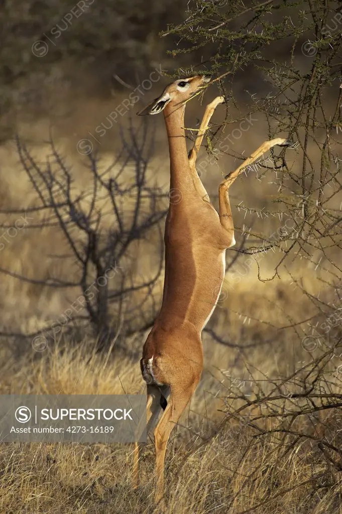Gerenuk or Waller's Gazelle, litocranius walleri, Female standing on Hind Legs, Eating Leaves, Samburu Parc in Kenya
