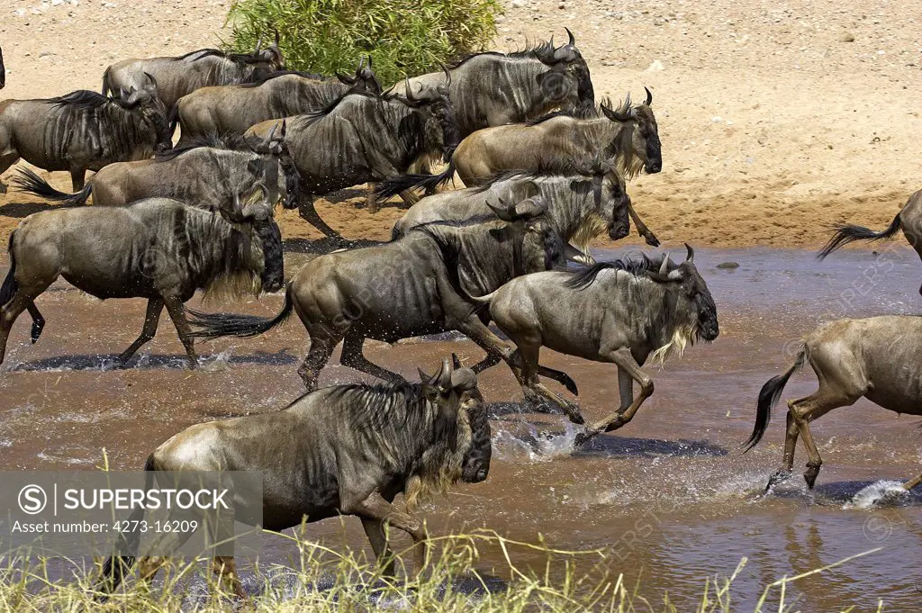 Blue Wildebeest, connochaetes taurinus, Herd Crossing River during Migration, Masai Mara Park in Kenya