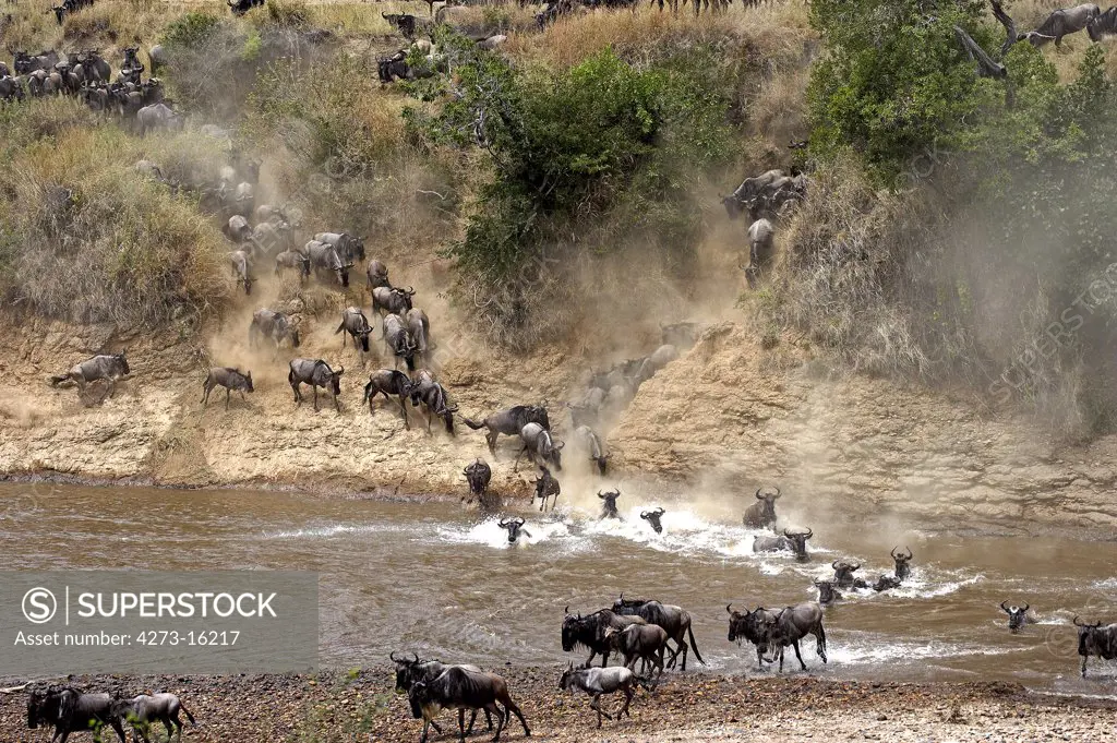 Blue Wildebeest, connochaetes taurinus, Herd crossing Mara River during Migration, Masai Mara Park in Kenya