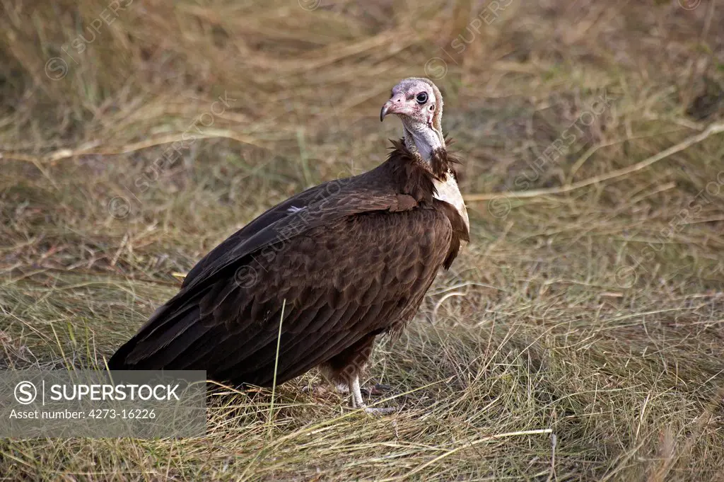Hooded Vulture, necrosyrtes monachus, Adult standing on Ground, Masai Mara Park in Kenya