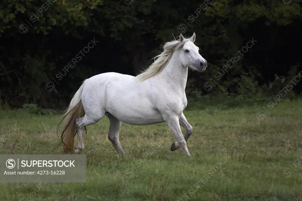 Connemara Pony, Mare Trotting through Meadow