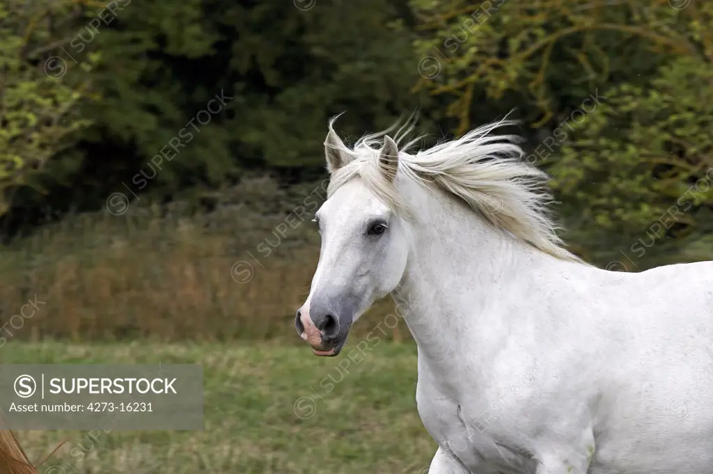 Connemara Pony, Mare standing in Paddock