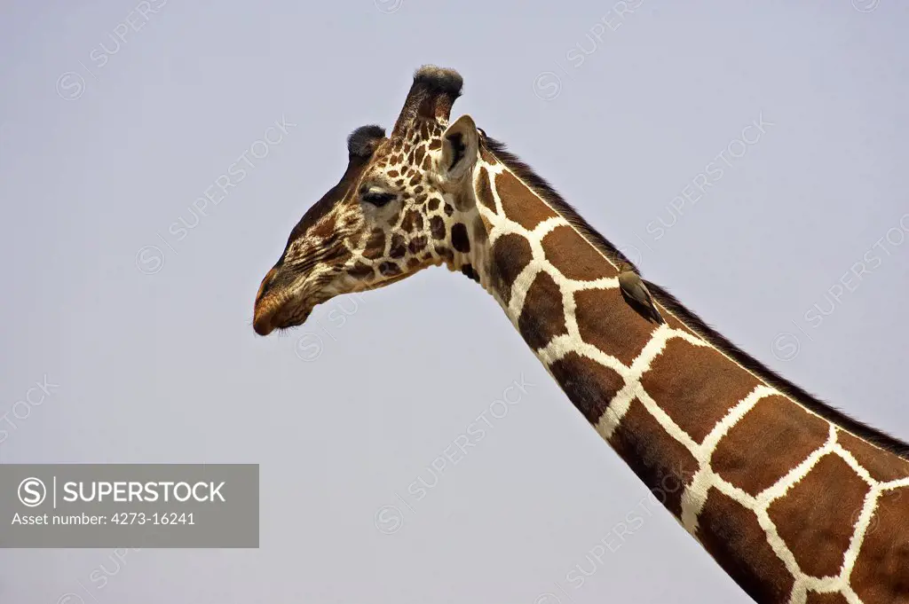 Reticulated Giraffe, giraffa camelopardalis reticulata with Bird on its Neck,  Red-Billed Oxpecker, buphagus erythrorhynchus, Samburu Park in Kenya