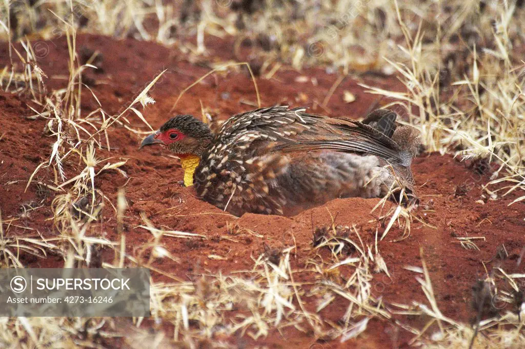 Yellow-Necked Spurfowl, francolinus leucoscepus, Adult having Dust Bath, Samburu park in Kenya