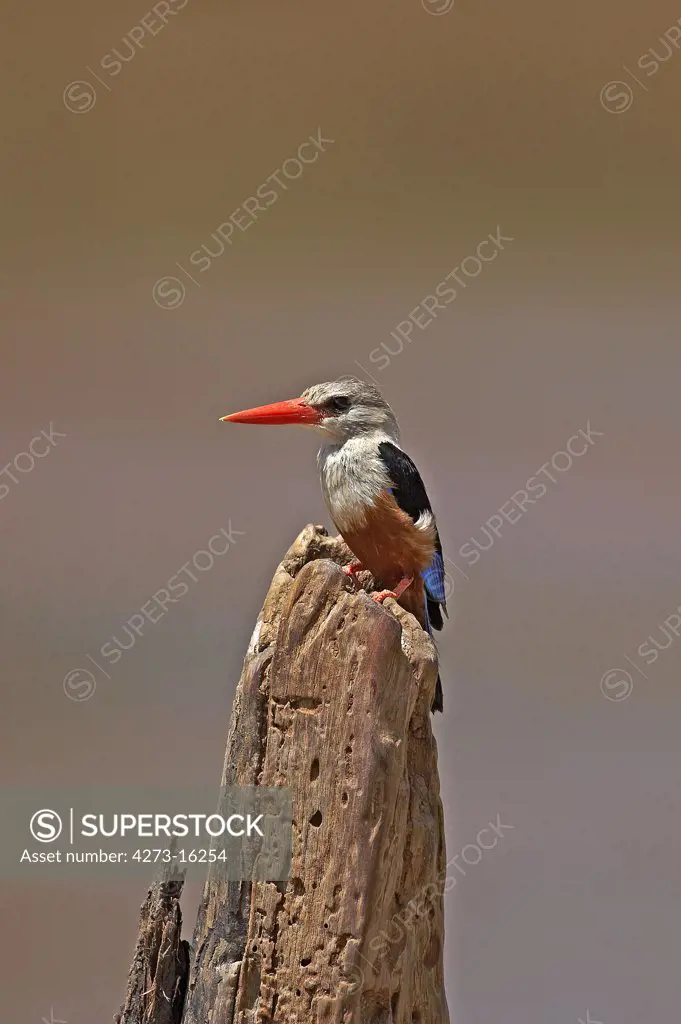Grey-Headed Kingfisher, halcyon leucocephala, Adult standing on Post, Naivasha Lake in Kenhya